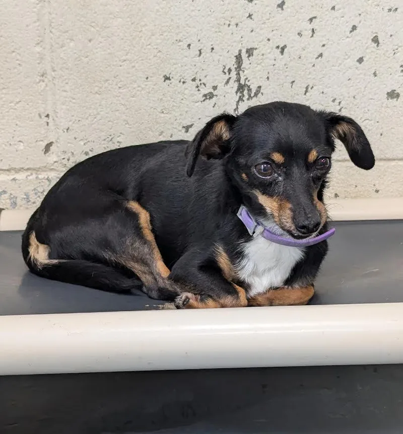 An adult small-sized female Black Chihuahua dog named Minnie for adoption in New Windsor, NY