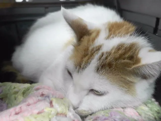 A young medium-sized female Domestic Short Hair cat named Mrs. Cullen for adoption in Omaha, NE