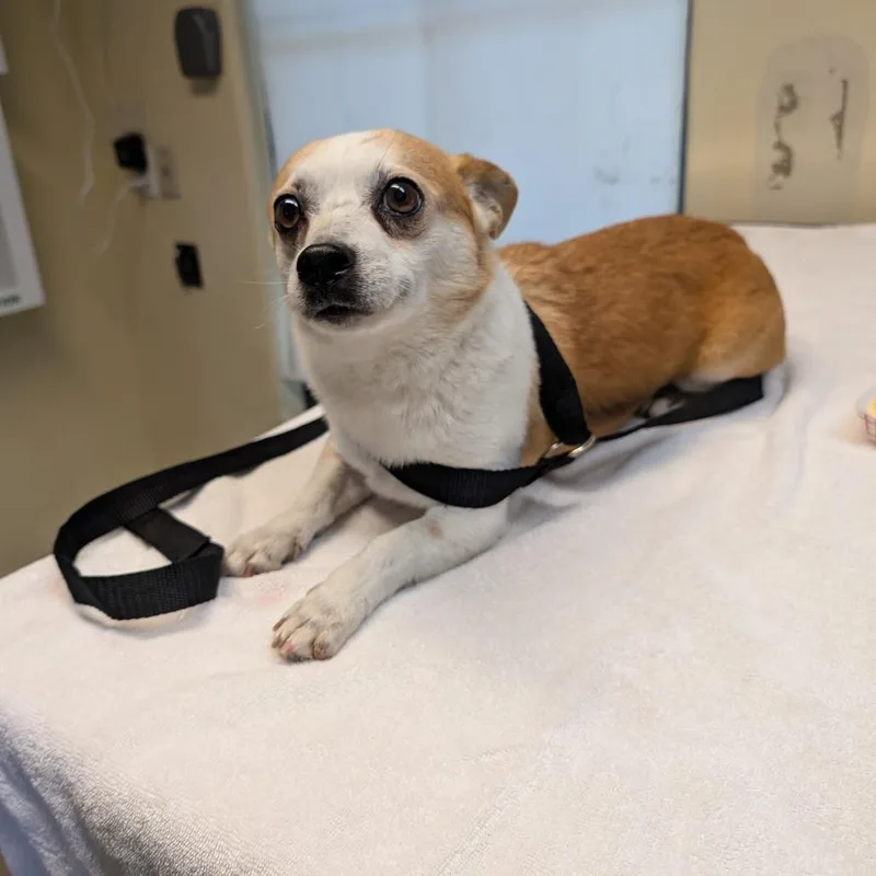 An adult small-sized male Yellow / Tan / Blond / Fawn Chihuahua dog named Gustavo for adoption in Pasadena, CA