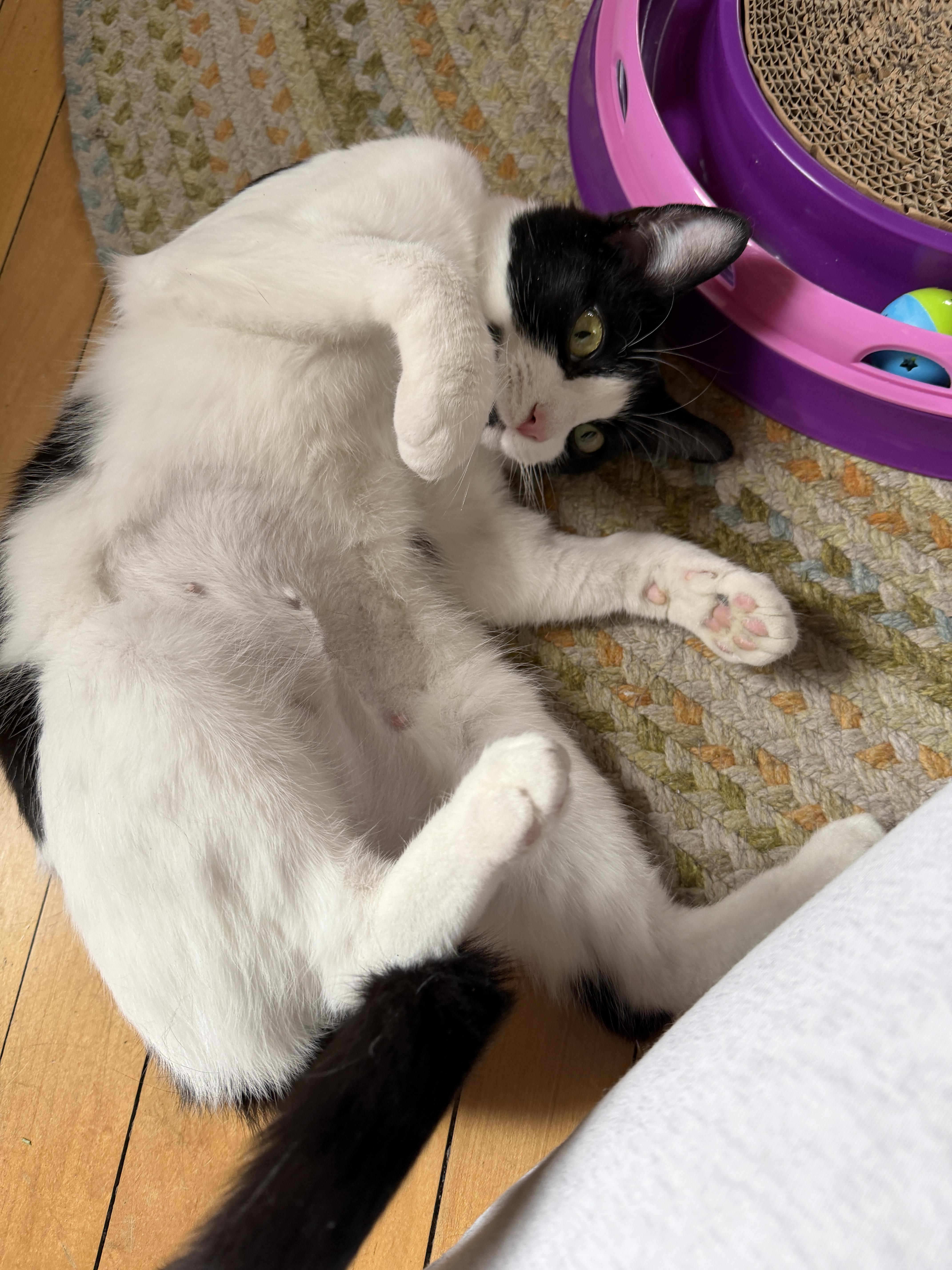 A young medium-sized female Black & White / Tuxedo American Shorthair cat named Mini for adoption in Johnstown, NY