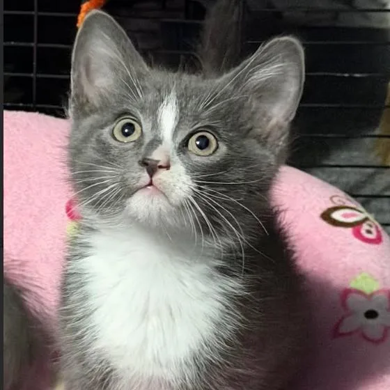 A baby small-sized male Gray / Blue / Silver Domestic Short Hair cat named Drizzle for adoption in Oceanside, NY