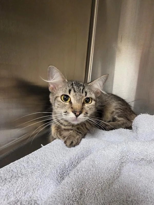 An adult medium-sized female Domestic Medium Hair cat named Mary Jane for adoption in Bluffton, IN