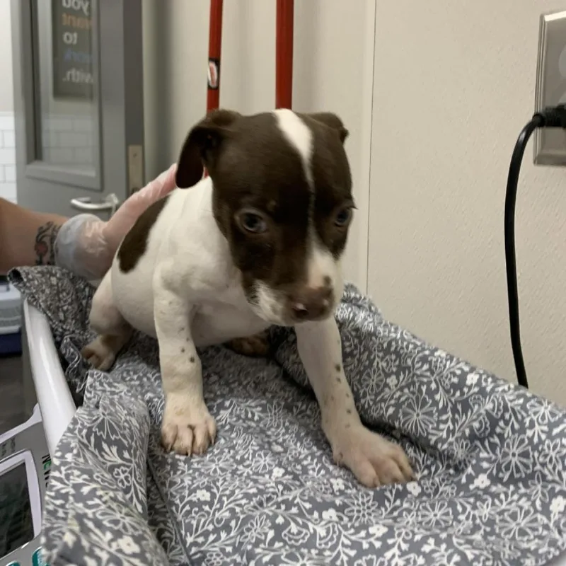 A baby small-sized female Brown / Chocolate Pit Bull Terrier dog named Sequoia for adoption in Morganton, NC
