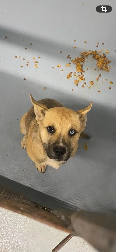 A baby medium-sized female Siberian Husky dog named Hallie for adoption in Cartersville , GA