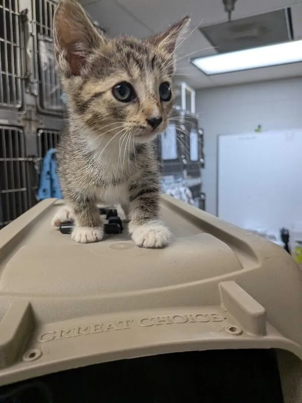 A young small-sized male Tabby (Brown / Chocolate) Domestic Short Hair cat named Theodore Roosevelt for adoption in Cincinnati, OH