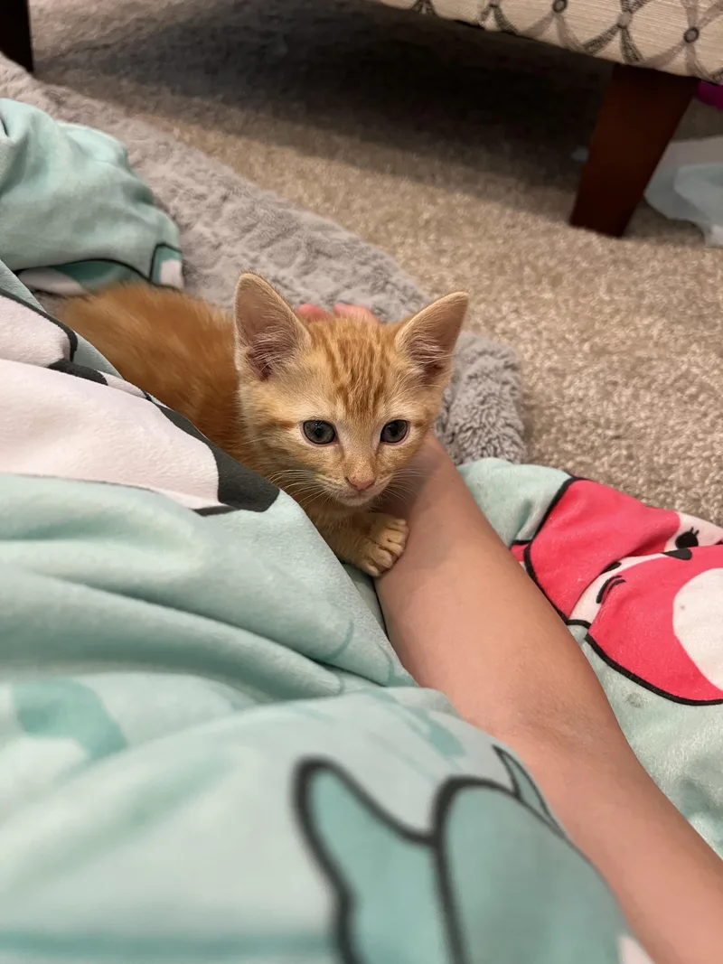 A baby medium-sized female Tabby (Orange / Red) Domestic Short Hair cat named Mermaid for adoption in Fruit Heights, UT