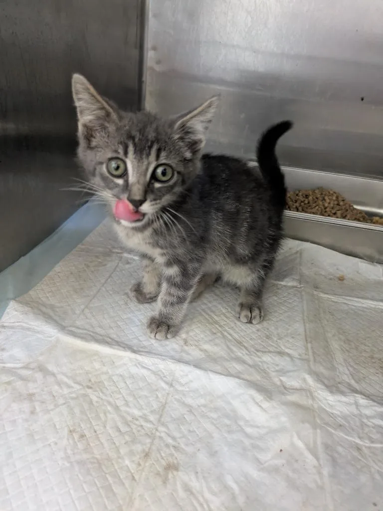 A baby small-sized male Domestic Short Hair cat named Engine for adoption in Brownwood, TX