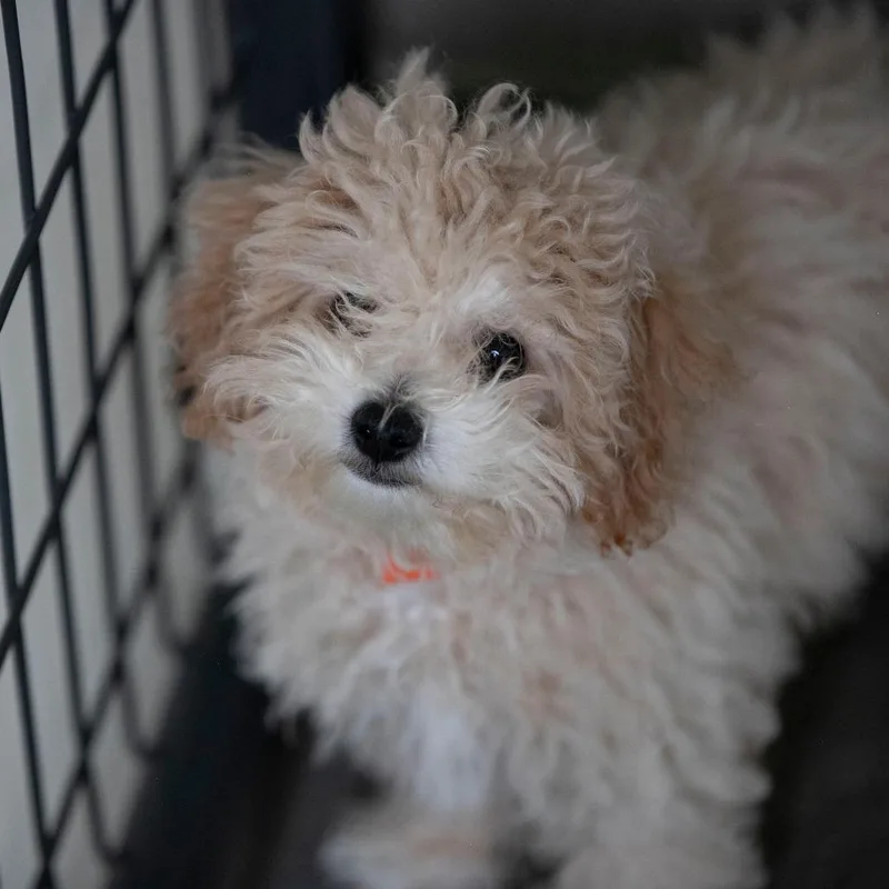 A baby small-sized male Apricot / Beige Poodle (Toy) dog named Dobby for adoption in Peyton, CO