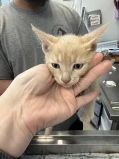 A baby small-sized male Domestic Short Hair cat named Havoc for adoption in Haw River, NC