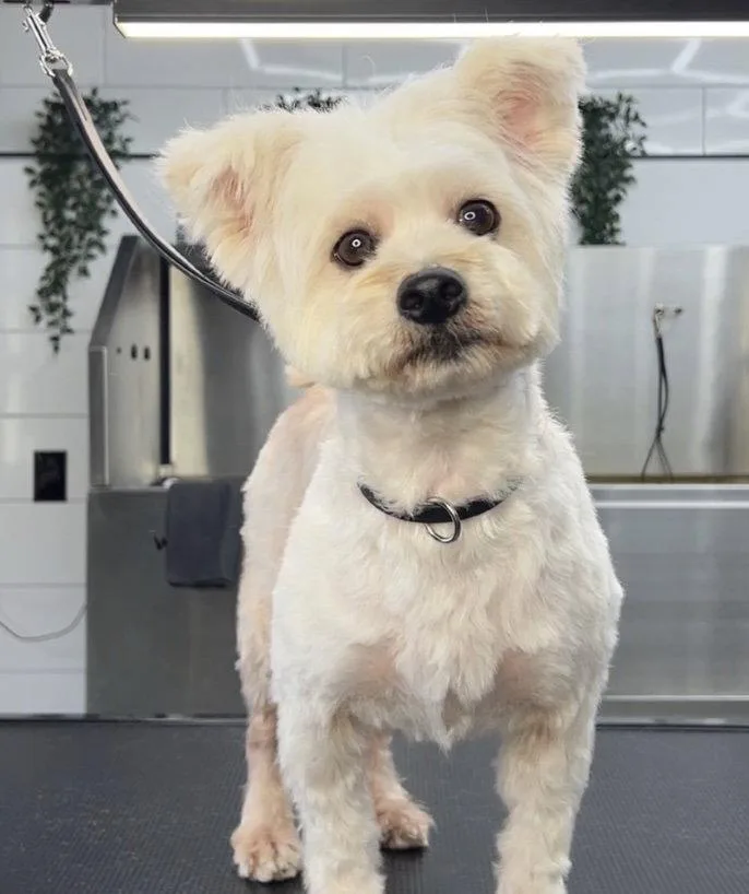 An adult medium-sized female Maltese dog named Bella Ca for adoption in Hillside, IL