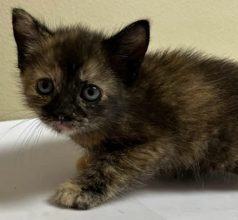 A baby small-sized female Domestic Short Hair cat named Selena for adoption in Richland Hills, TX