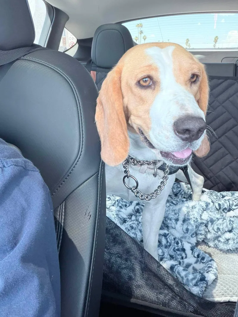 A young medium-sized female Tricolor (Brown, Black, & White) Beagle dog named Masha for adoption in Phoenix, AZ