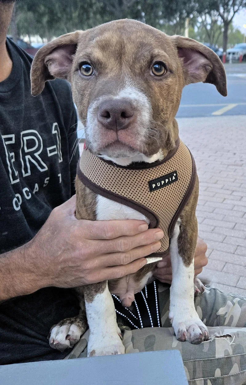 A baby medium-sized male Pit Bull Terrier dog named Todo for adoption in Lighthouse Point, FL