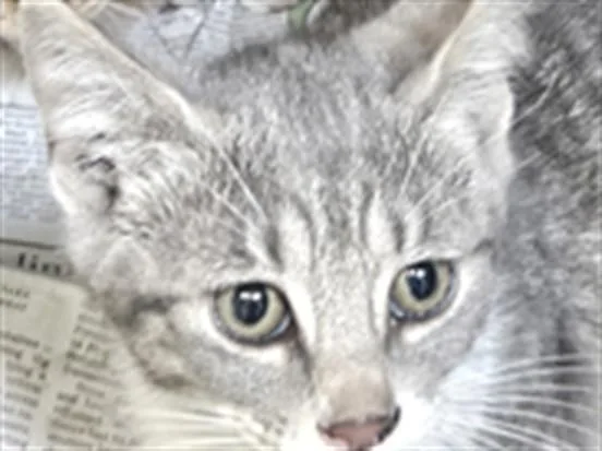 A baby medium-sized female Domestic Short Hair cat named Jewel for adoption in Los Angeles, CA