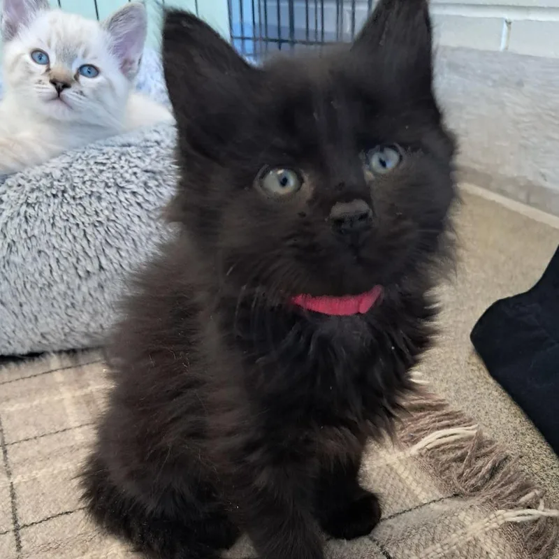 A baby small-sized female Black Domestic Short Hair cat named Elphie for adoption in Concord, NH