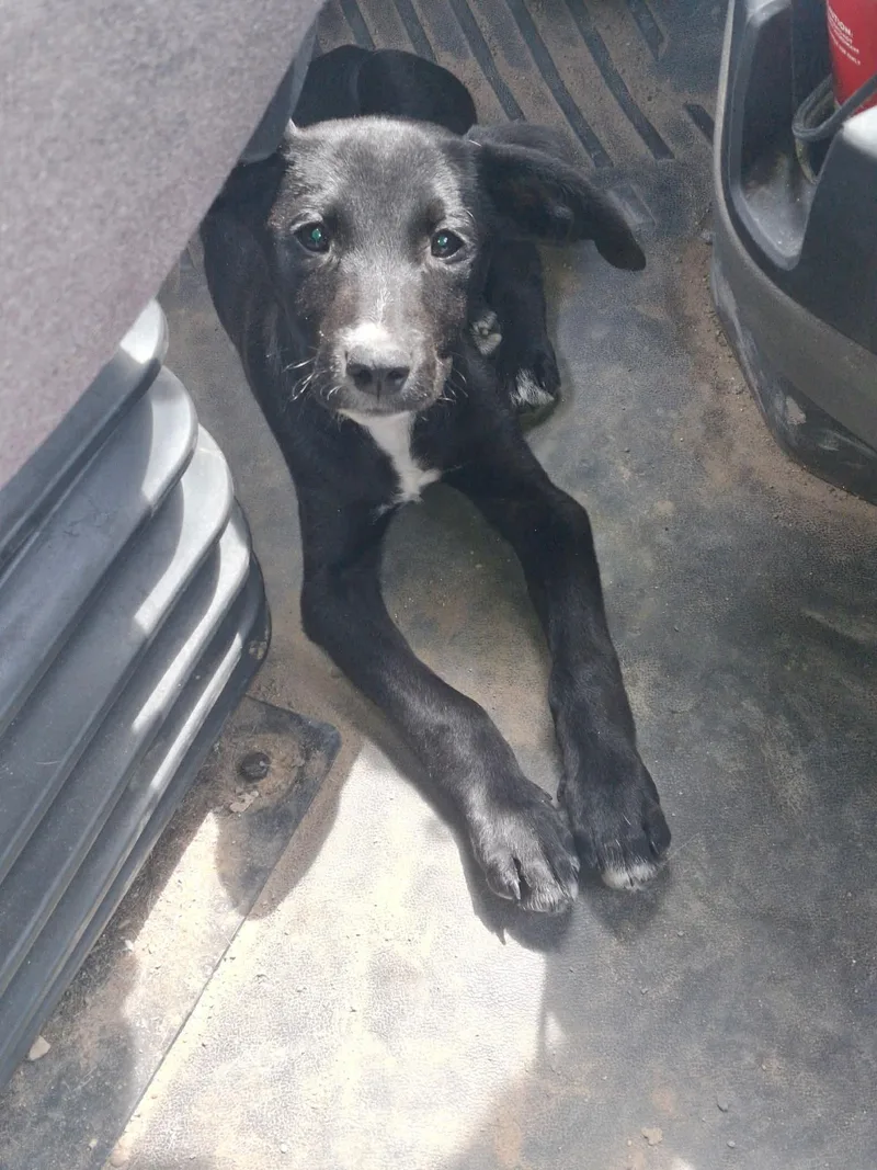 A baby medium-sized male Labrador Retriever dog named Max for adoption in Lewisville, IN