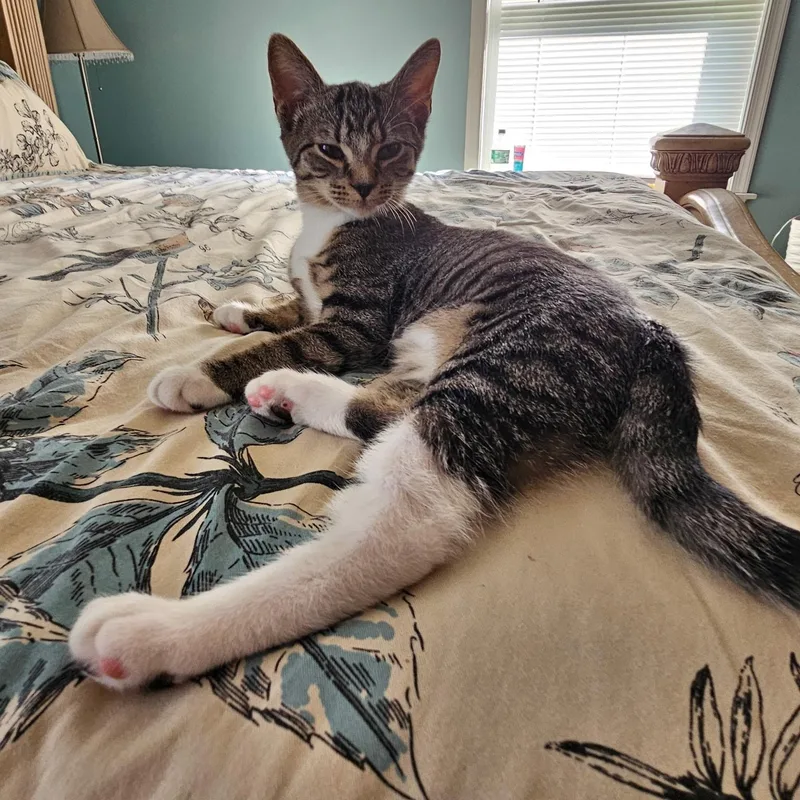 A baby medium-sized female Tabby (Brown / Chocolate) Domestic Short Hair cat named Kathryn for adoption in Sewell, NJ