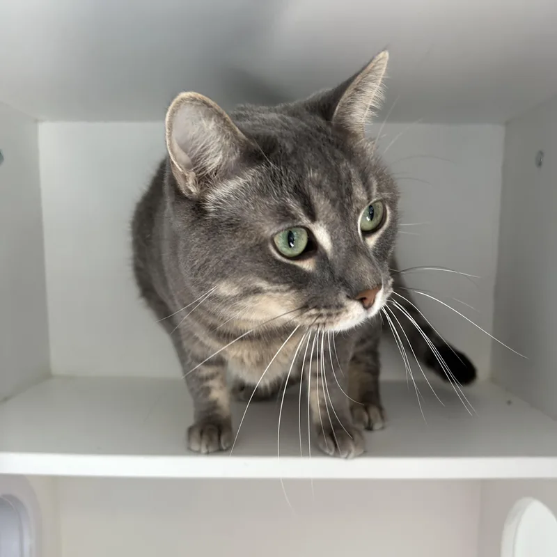 An adult medium-sized male Tabby (Gray / Blue / Silver) Domestic Short Hair cat named Topaz for adoption in La Grange Park, IL