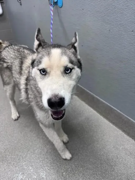An adult large-sized male Husky dog named Zely for adoption in Las Vegas, NV