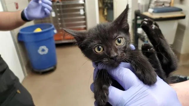 Kahlua