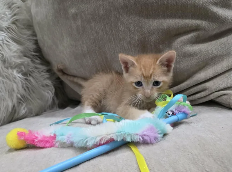 A baby large-sized male Orange & White Domestic Long Hair cat named Simba for adoption in Gregory, TX