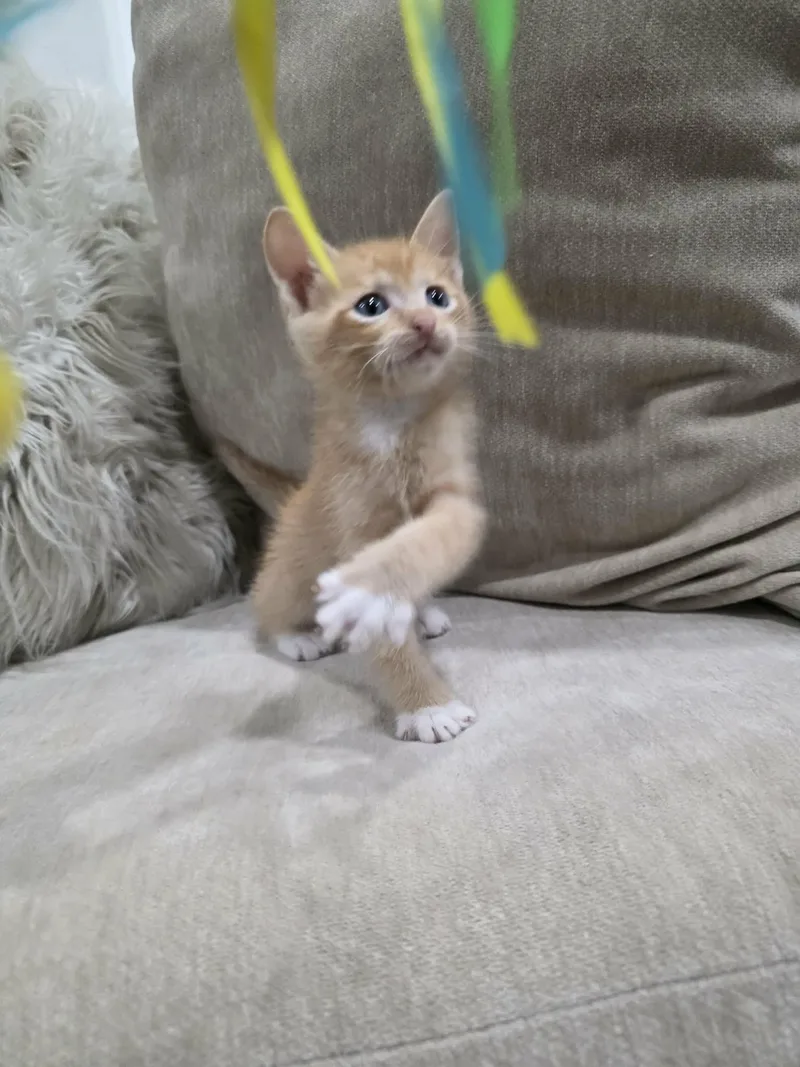 Simba thumbnail 2