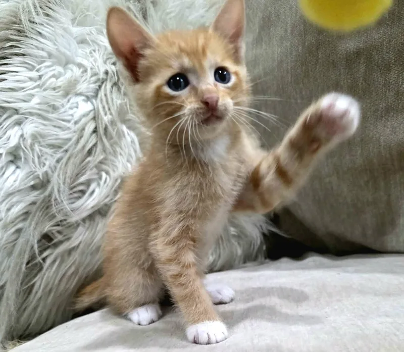 Simba thumbnail 3
