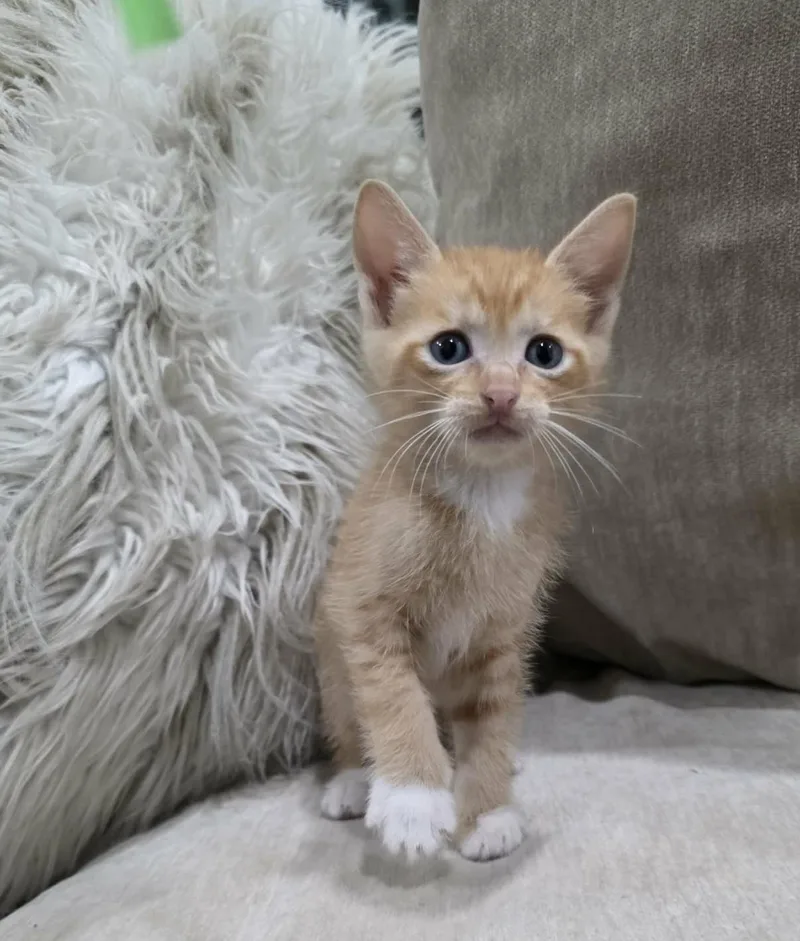 Simba thumbnail 4