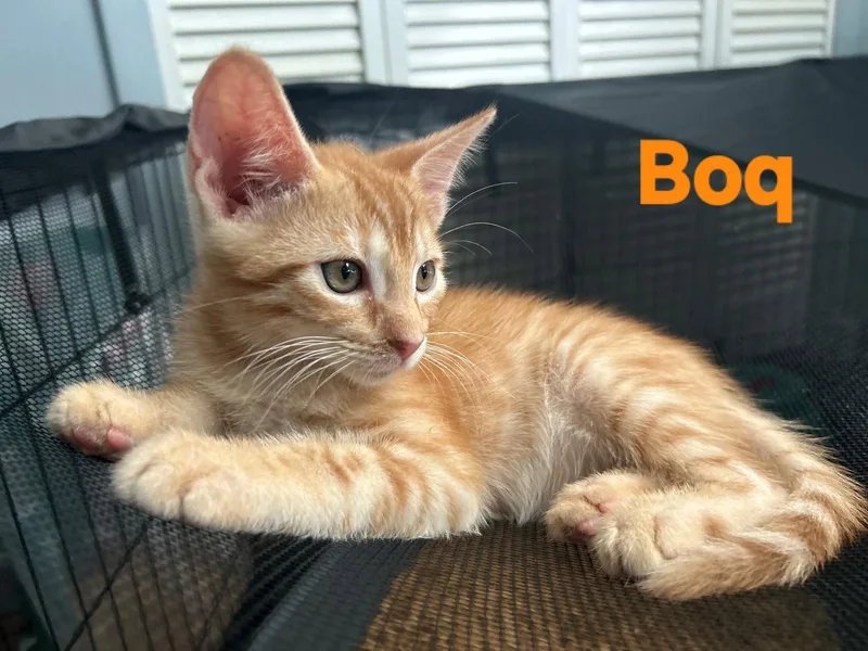 A young medium-sized male Orange / Red Domestic Short Hair cat named Boq for adoption in Longwood, FL