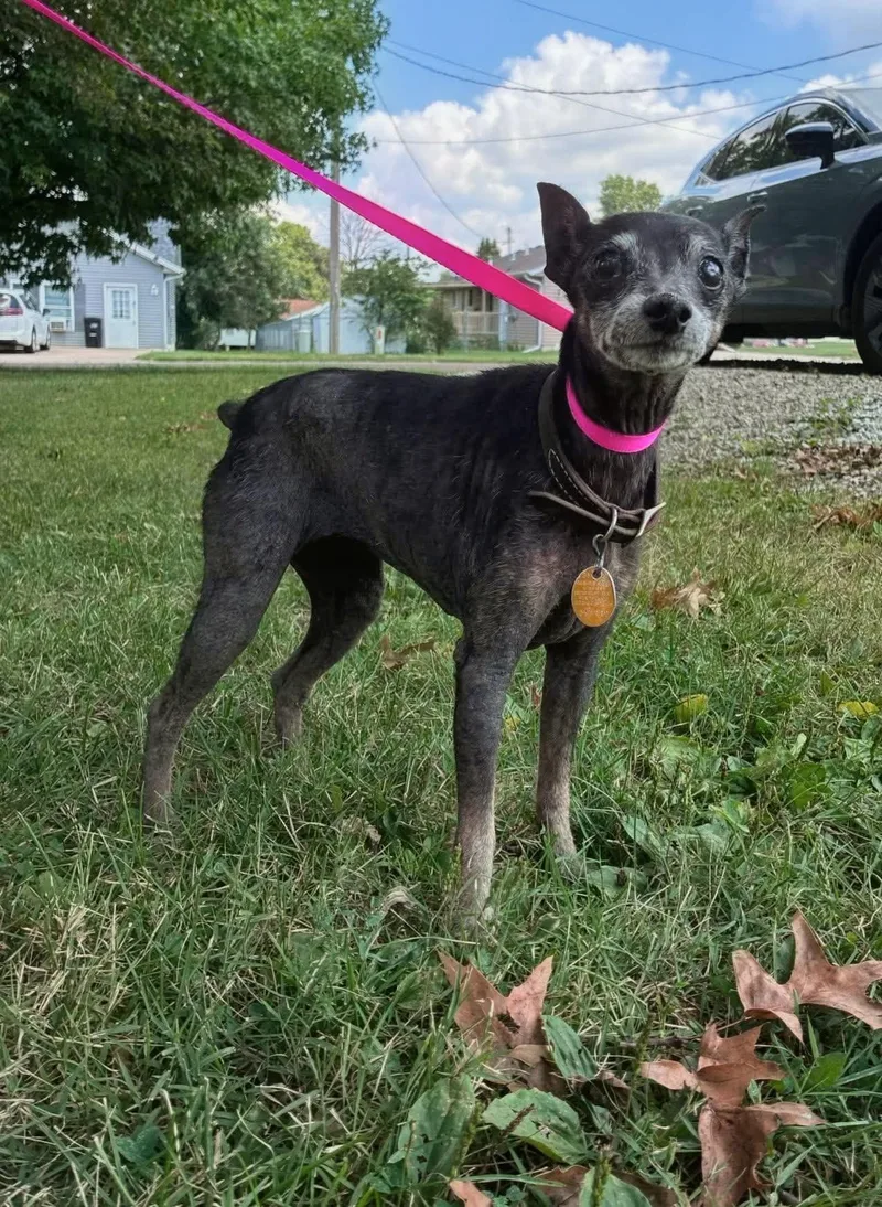 A senior small-sized female Black Miniature Pinscher dog named Reba for adoption in Columbia, MO