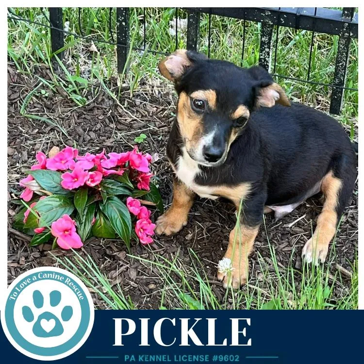 A baby small-sized male Brown / Chocolate Dachshund dog named Pickle for adoption in Kimberton, PA
