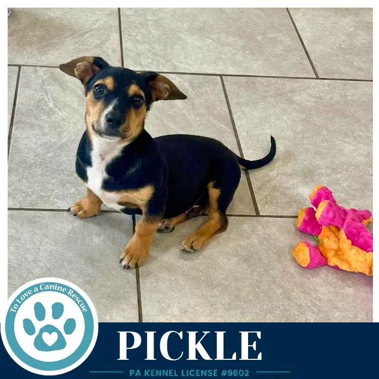Pickle thumbnail 2