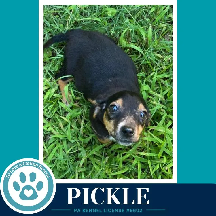 Pickle thumbnail 3