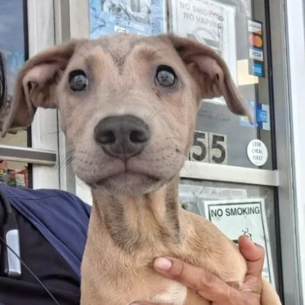 A baby medium-sized male Yellow / Tan / Blond / Fawn Mixed Breed dog named Ren for adoption in Parma, OH