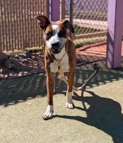 An adult medium-sized male Mixed Breed dog named Leon for adoption in El Paso, TX