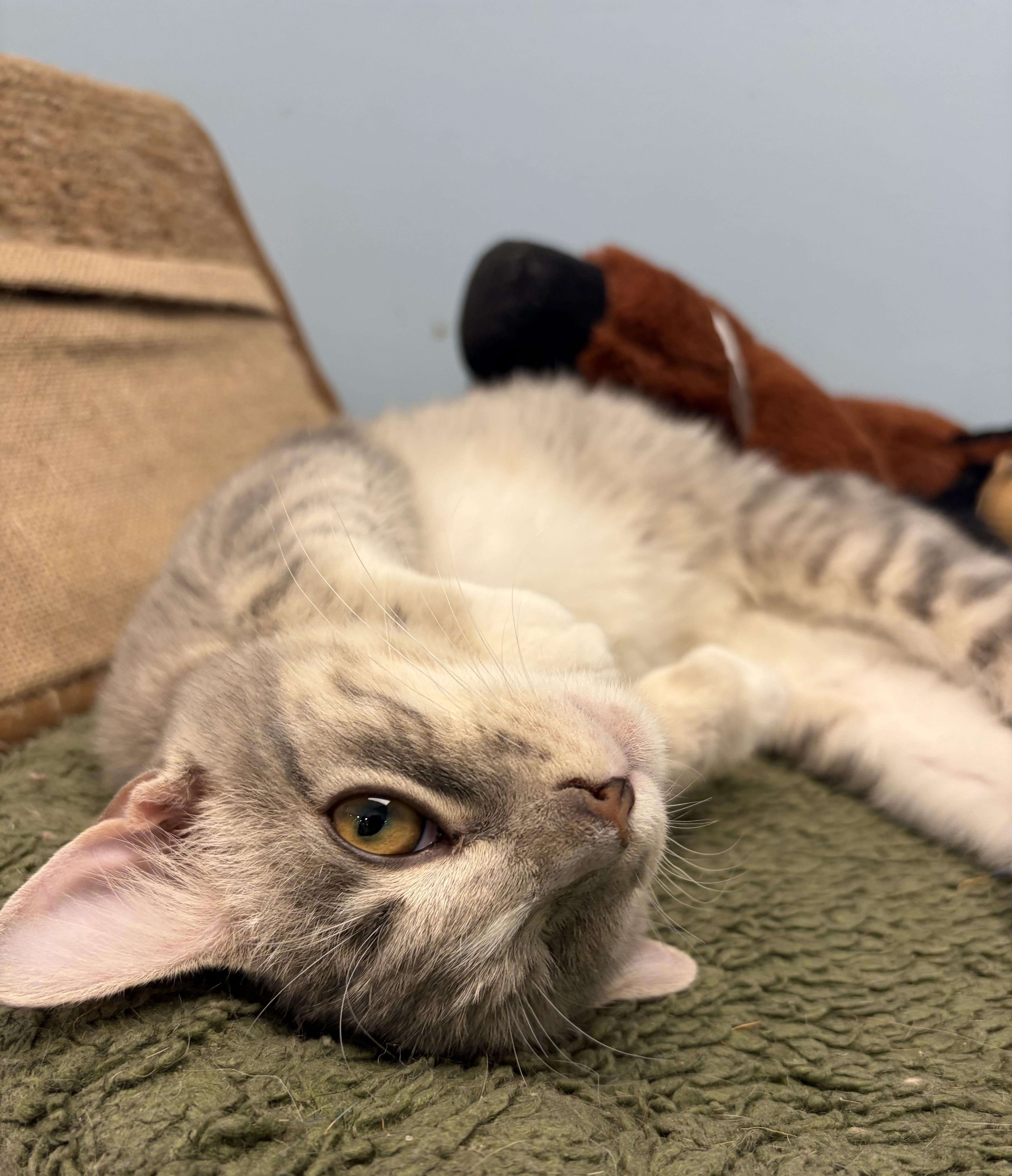 A baby medium-sized male Tabby (Gray / Blue / Silver) Domestic Short Hair cat named Jack for adoption in Smithfield, NC