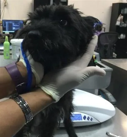 An adult small-sized male Terrier dog named Ted for adoption in Thousand Palms, CA