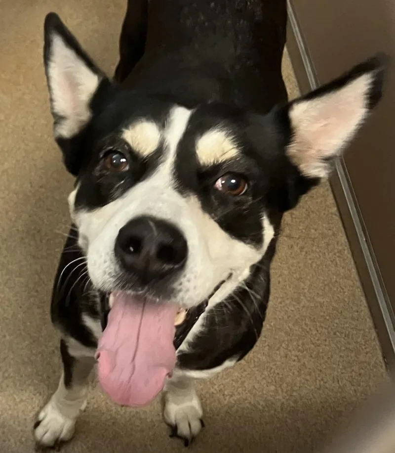 A young medium-sized female Husky dog named Tavia for adoption in Brenham, TX