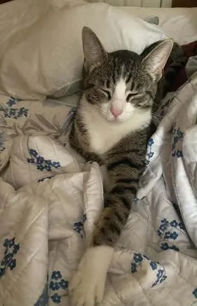 A young medium-sized female Tabby (Tiger Striped) Domestic Medium Hair cat named Layla for adoption in Calera, AL