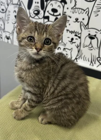 A young small-sized female Domestic Short Hair cat named B Head light for adoption in North Charleston, SC