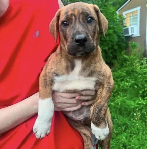 A baby medium-sized male Brindle Mastiff dog named Curry for adoption in Wonder Lake, IL