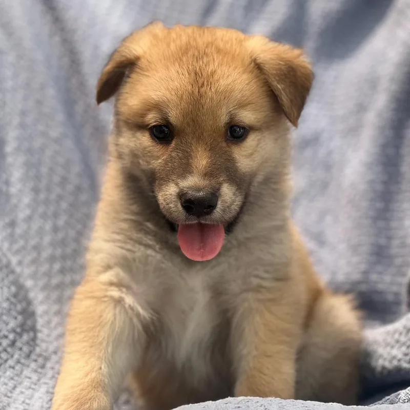 A baby large-sized male Shepherd dog named Marshmallow Pup  Fudge for adoption in San Diego, CA