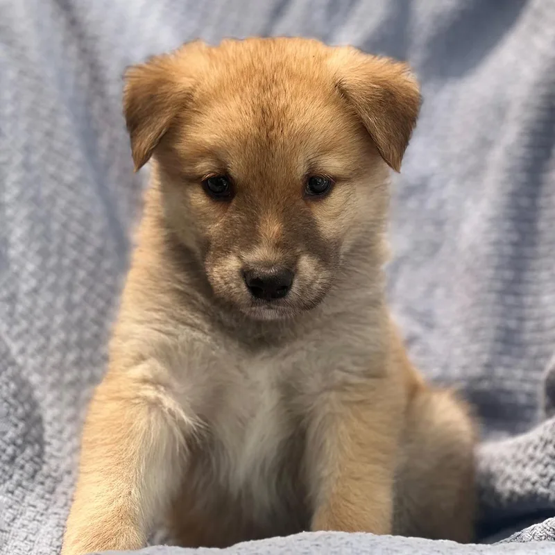 Marshmallow Pup  Fudge thumbnail 2