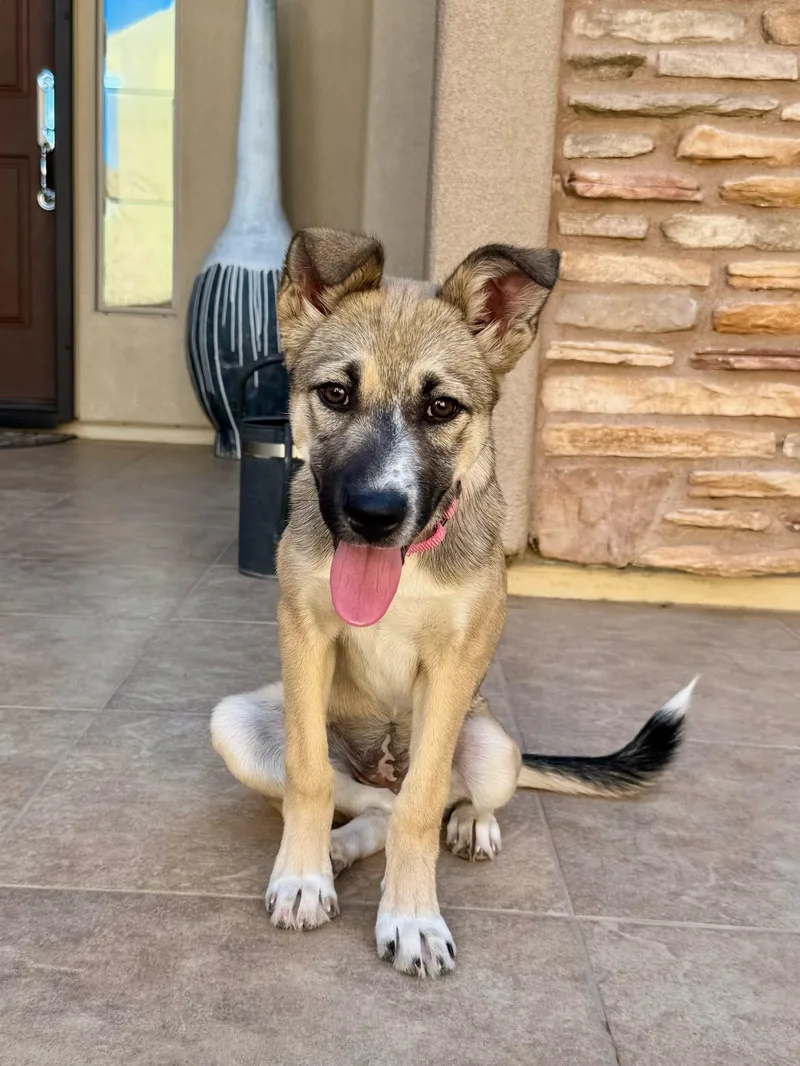 A baby medium-sized female Australian Cattle Dog / Blue Heeler dog named Marti for adoption in Tucson, AZ