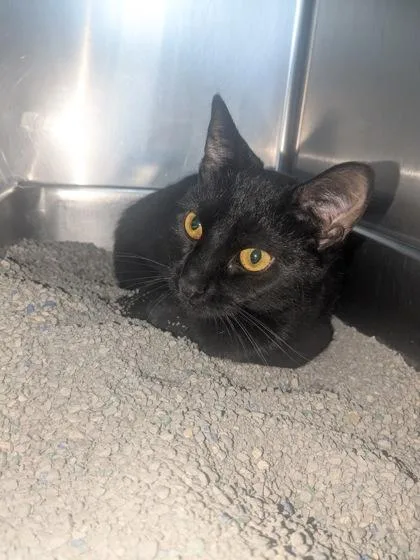 An adult medium-sized female Black Domestic Short Hair cat named Moana for adoption in Lock Haven, PA