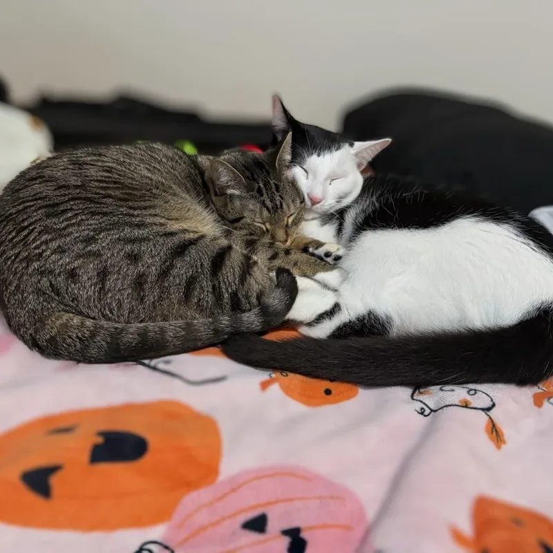 Minnie and Missy thumbnail 4