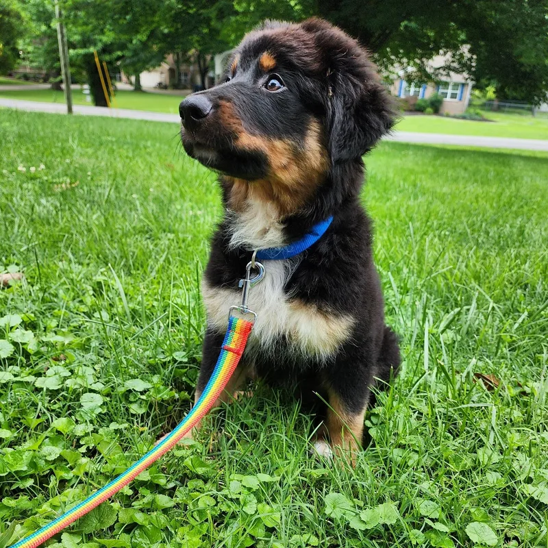 A baby large-sized female Tricolor (Brown, Black, & White) Australian Shepherd dog named Bink for adoption in Shelbyville, KY