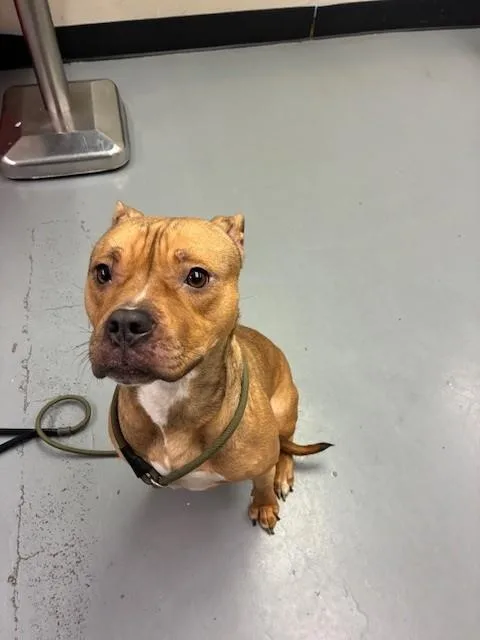 A young medium-sized female Apricot / Beige Pit Bull Terrier dog named Daffodil for adoption in Phoenix, OR