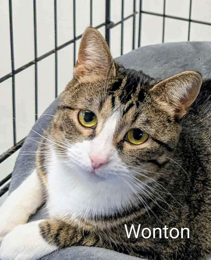 An adult medium-sized female Tabby (Tiger Striped) Domestic Short Hair cat named Wonton for adoption in Colfax, IA