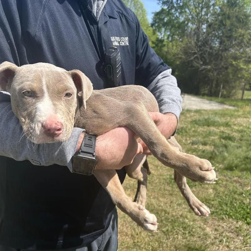 A baby large-sized female Brown / Chocolate Pit Bull Terrier dog named Candy for adoption in Greensboro, NC
